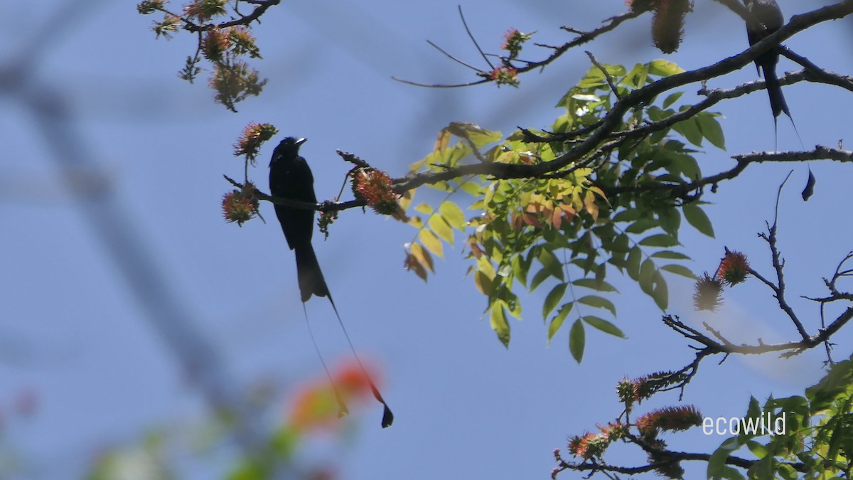 Greater Racket-tailed Drongo - ML615623571