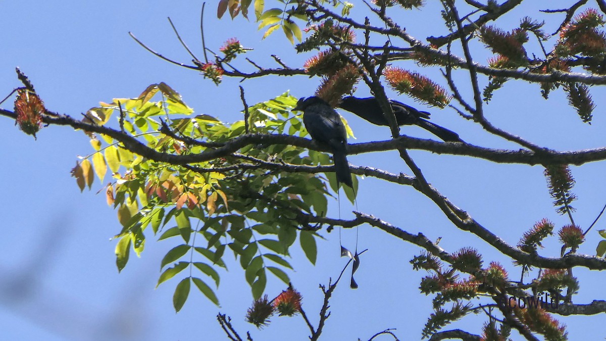 Greater Racket-tailed Drongo - ML615623572