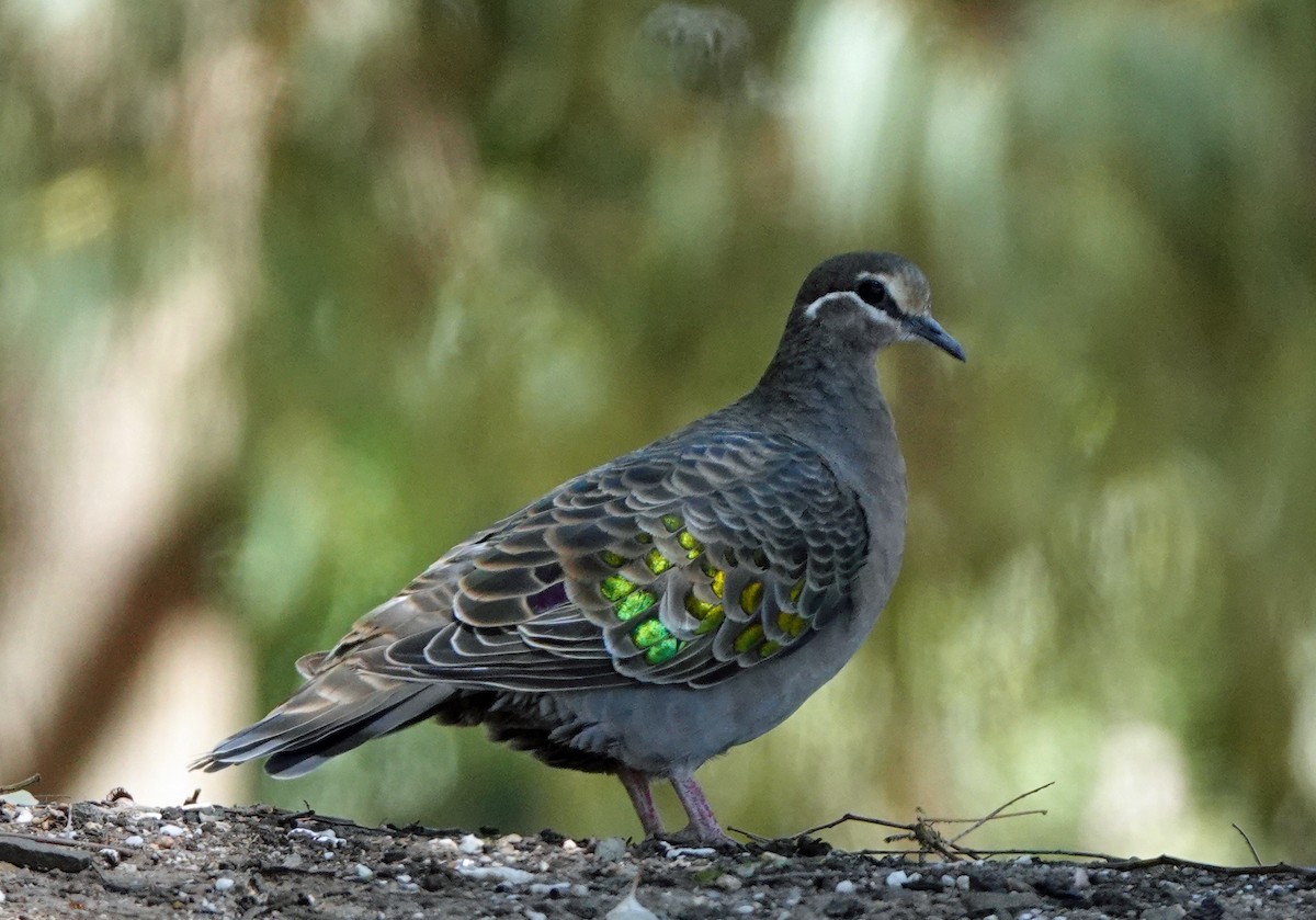 Common Bronzewing - ML615623651