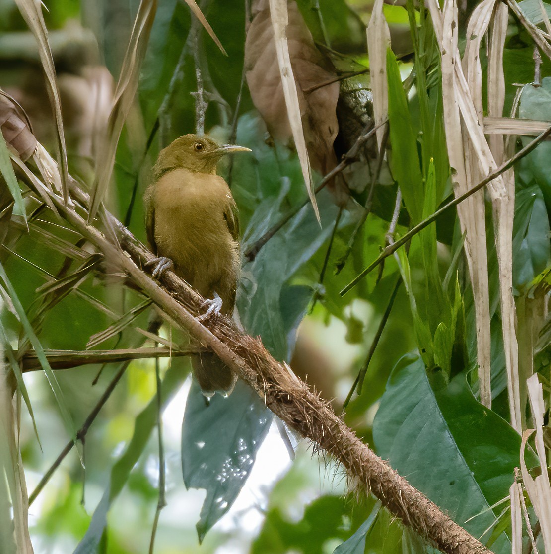 Tawny Straightbill - ML615623659