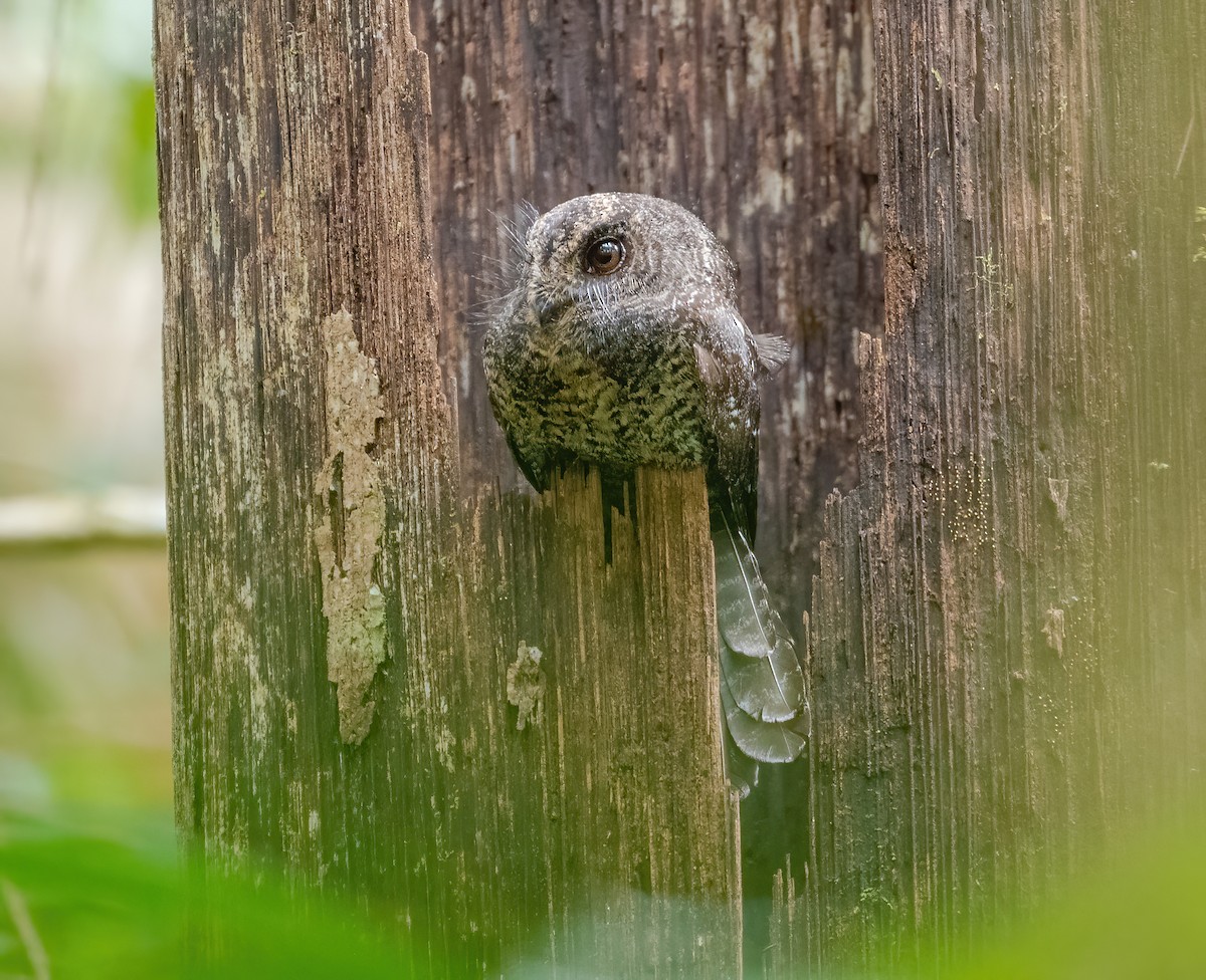 Wallace's Owlet-nightjar - ML615623662