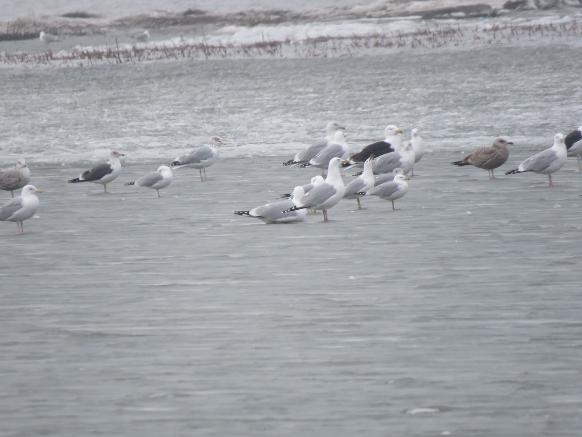 Lesser Black-backed Gull - ML615623688