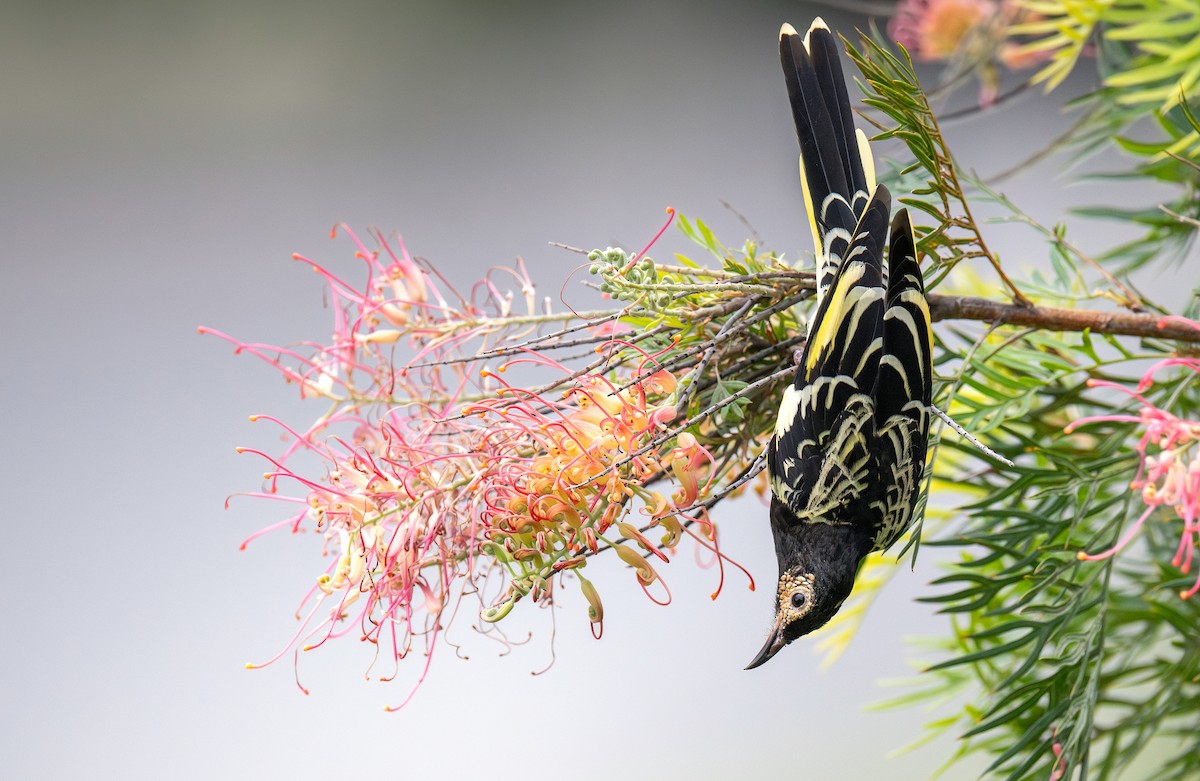 Regent Honeyeater - Martin Anderson