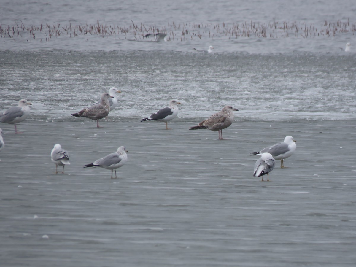 Lesser Black-backed Gull - ML615623693