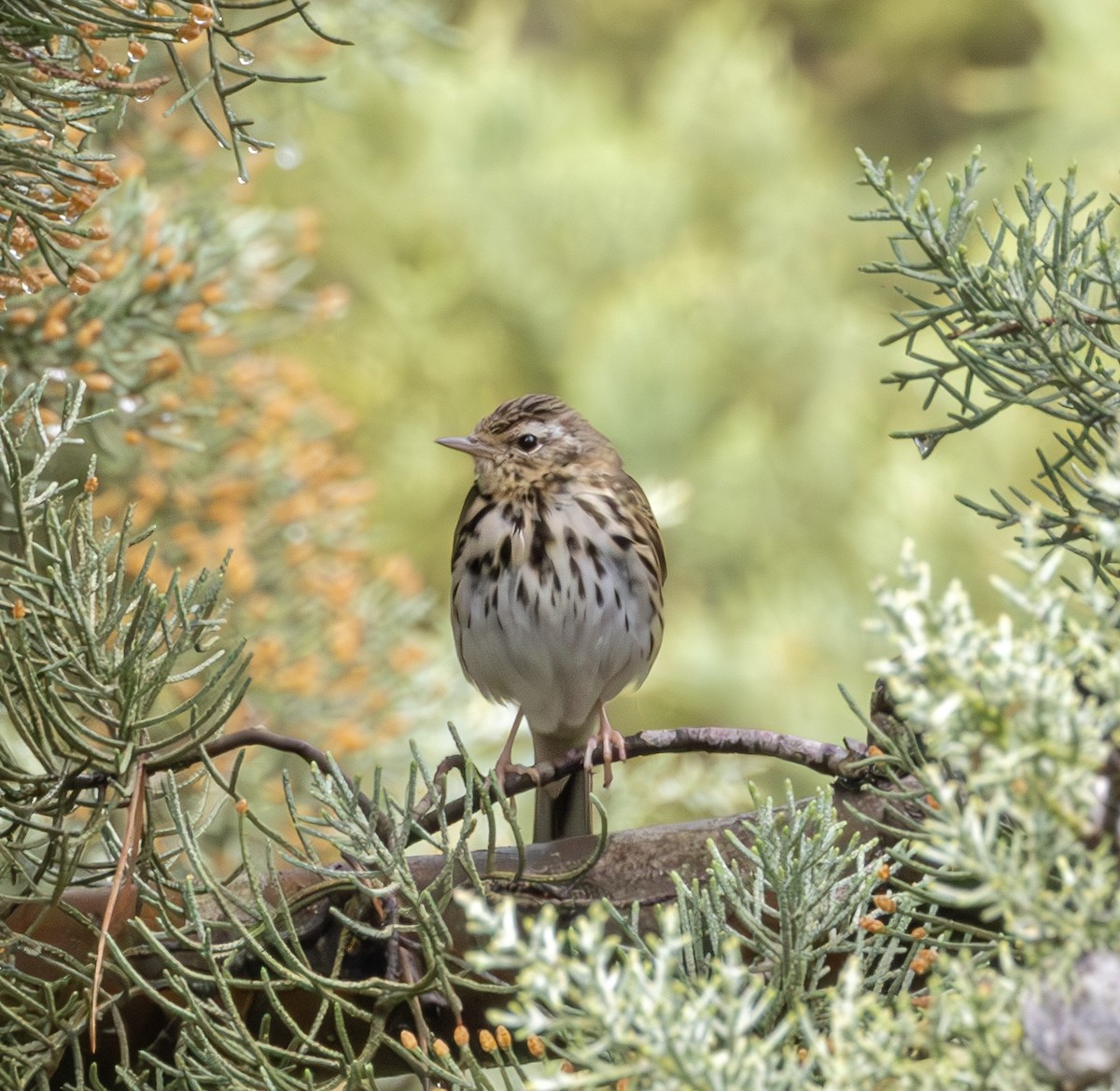 Olive-backed Pipit - ML615623737