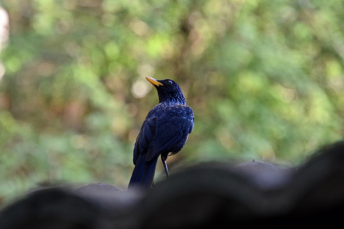 Синяя птица [группа flavirostris] - ML615623744