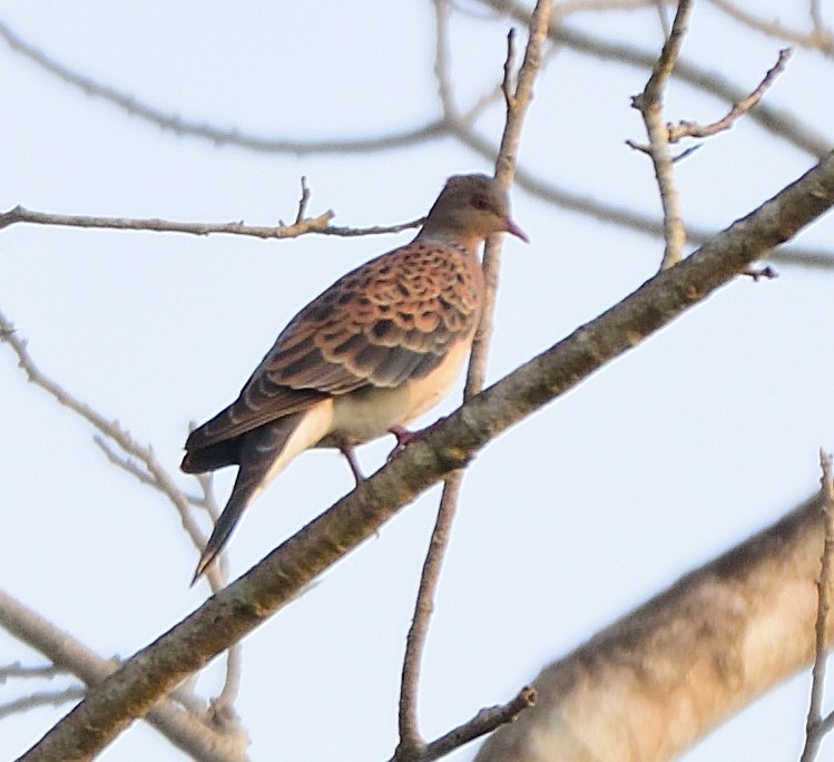 Oriental Turtle-Dove - Arun Prabhu