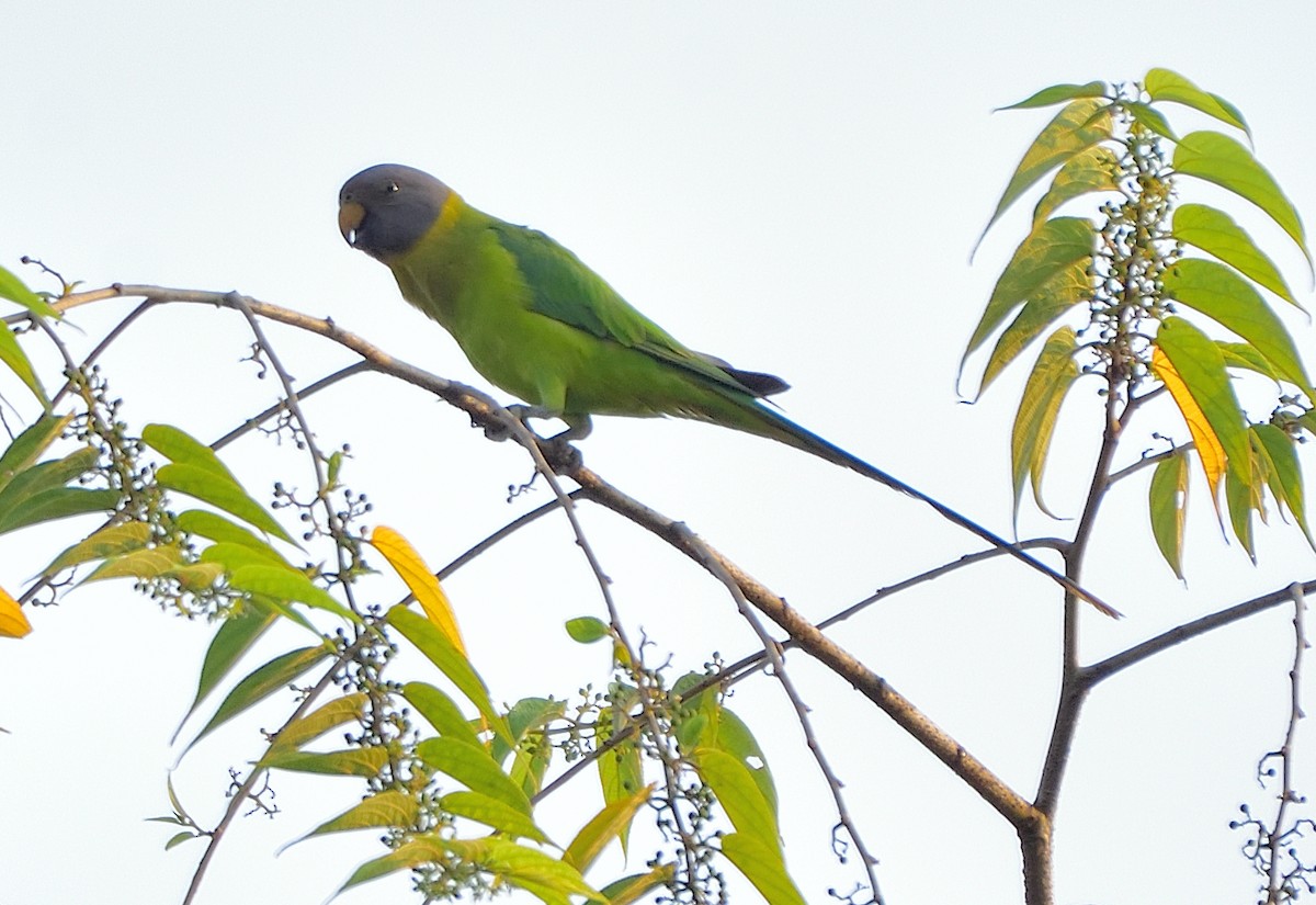 Plum-headed Parakeet - Arun Prabhu