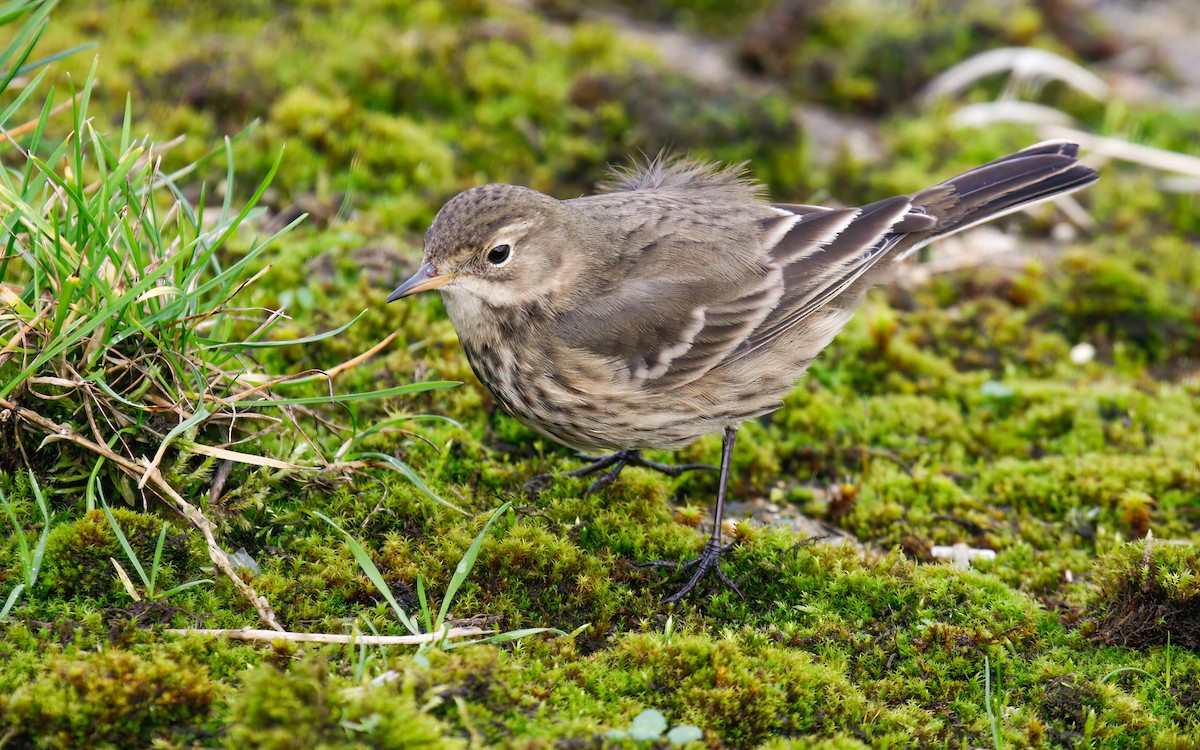 Pipit d'Amérique (groupe rubescens) - ML615623772