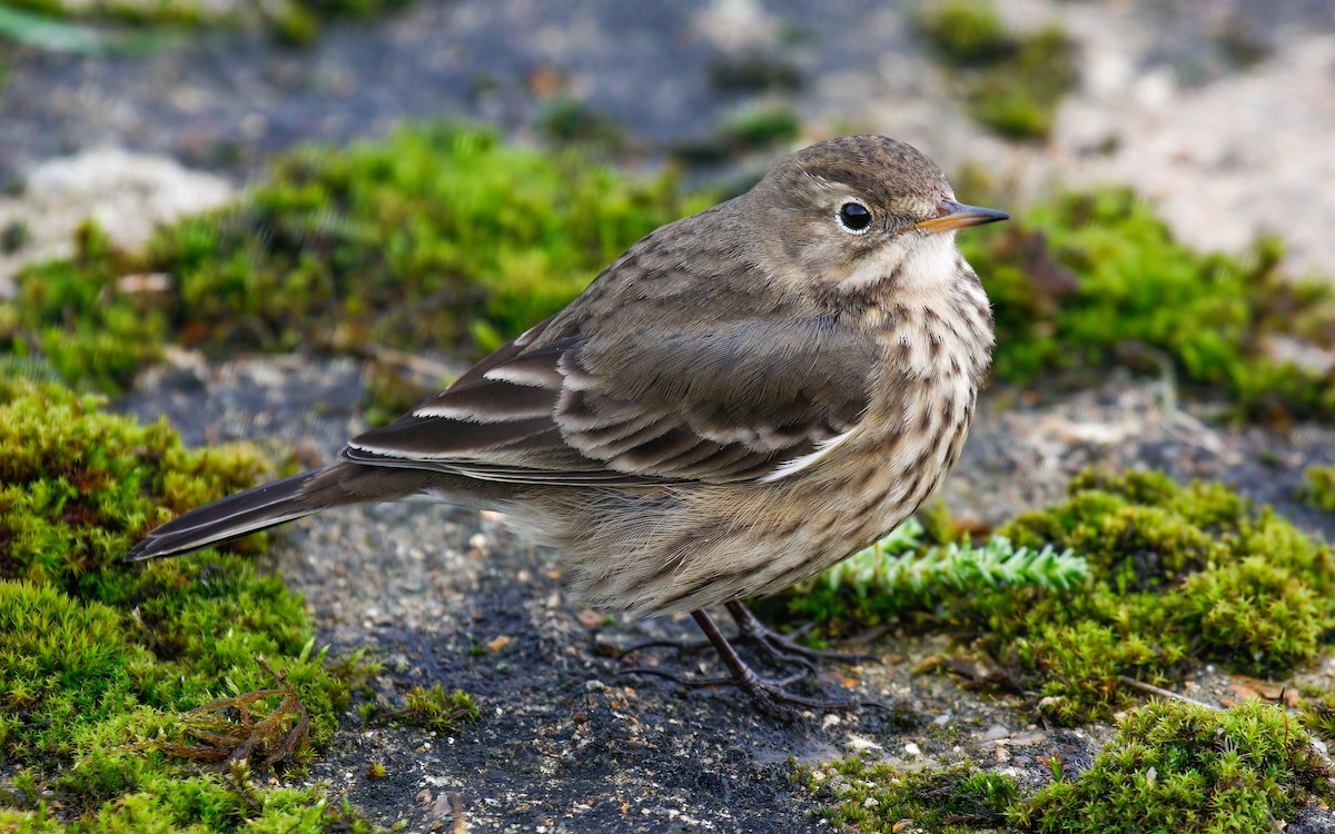 Pipit d'Amérique (groupe rubescens) - ML615623778