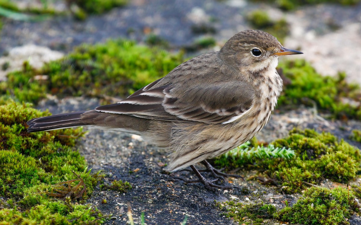 Pipit d'Amérique (groupe rubescens) - ML615623779