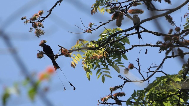 Drongo à raquettes - ML615623813