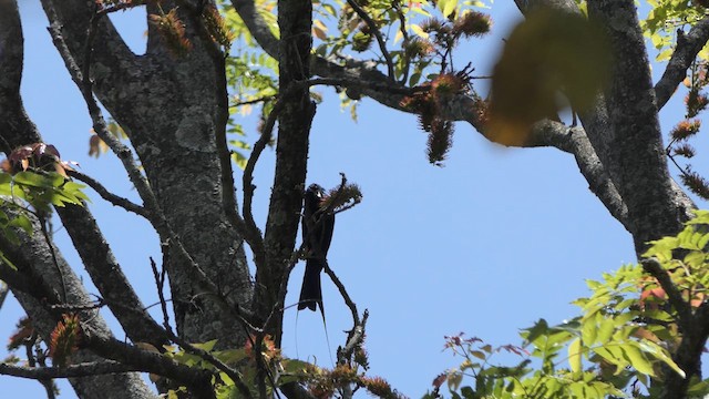 Greater Racket-tailed Drongo - ML615623814