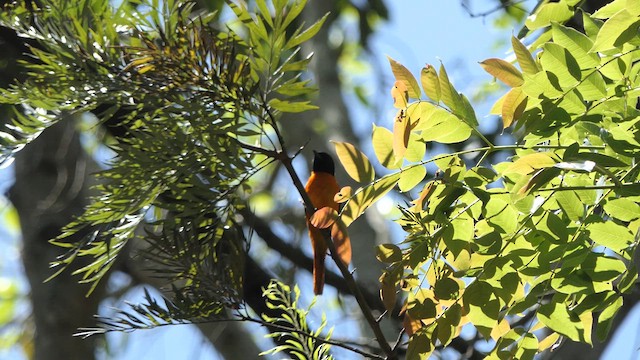 Minivet Naranja - ML615623817