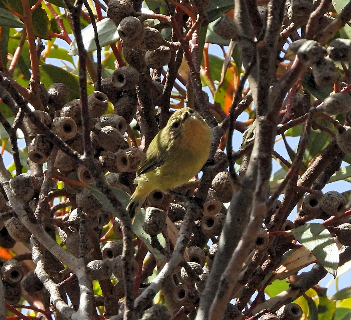 Yellow Thornbill - Rodney van den Brink