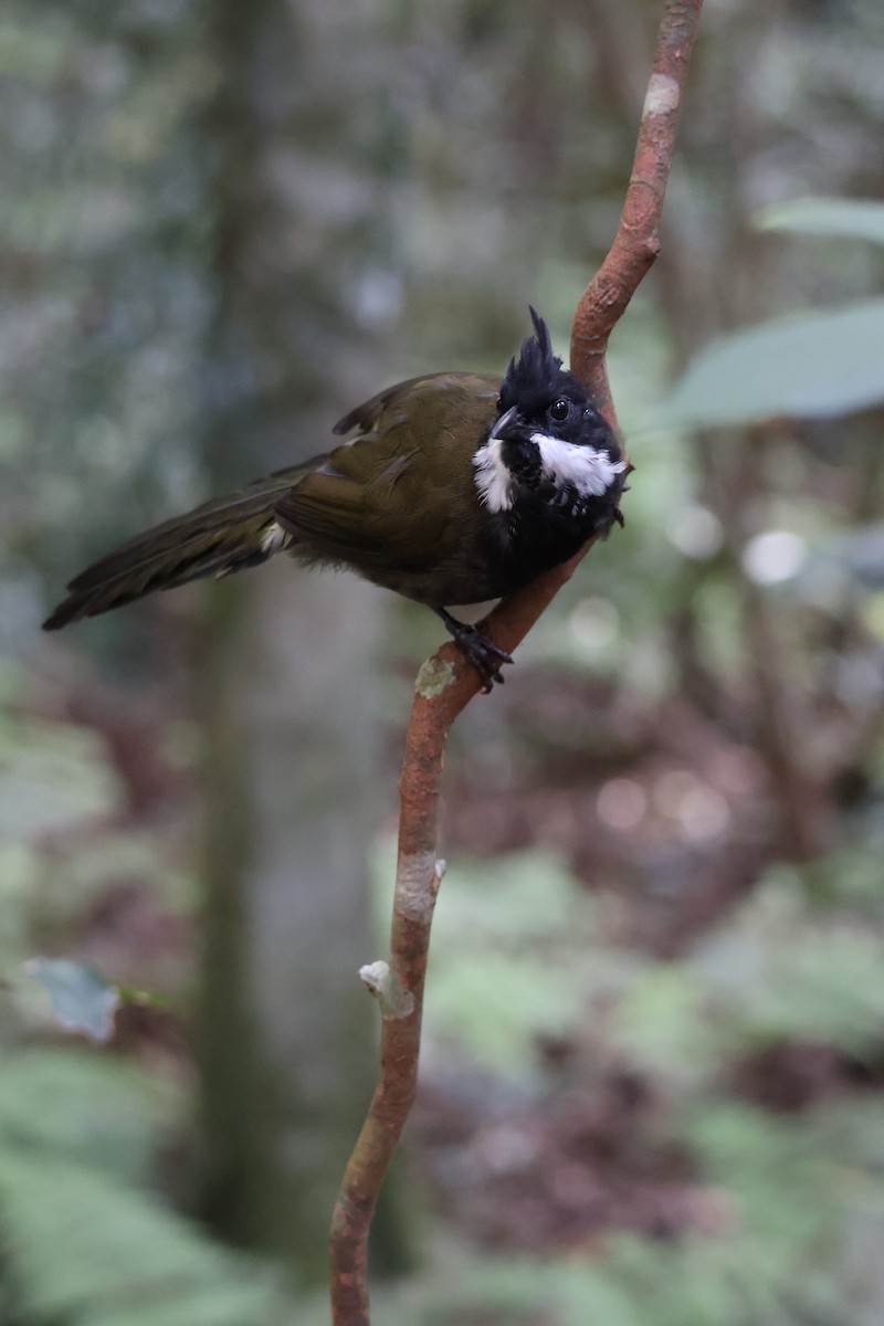 Eastern Whipbird - ML615623886