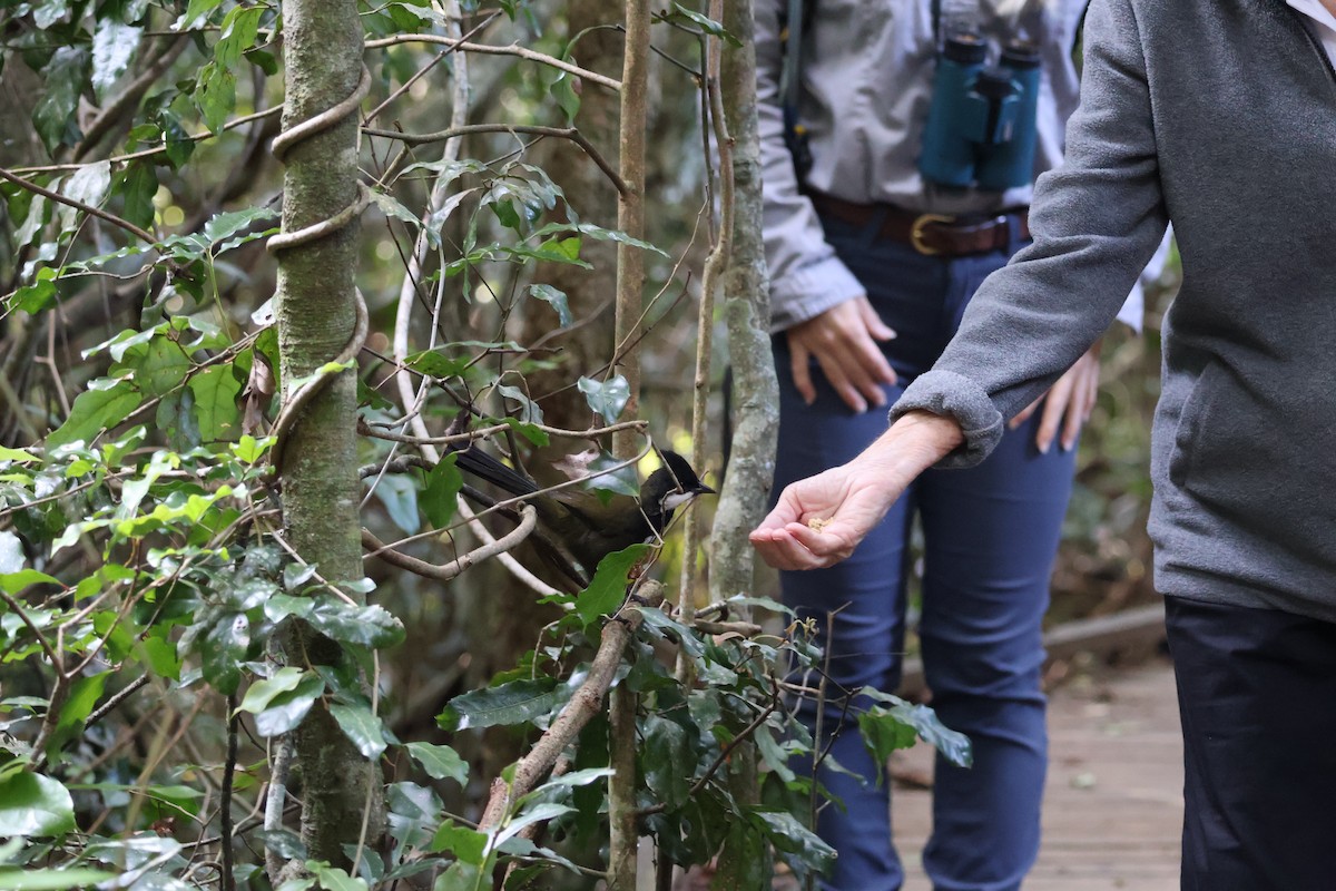 Eastern Whipbird - ML615623887