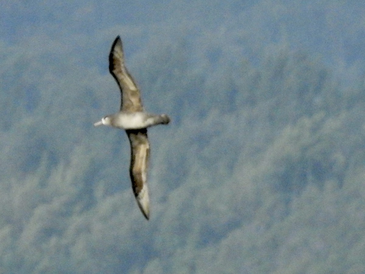 Black-footed Albatross - ML615623889