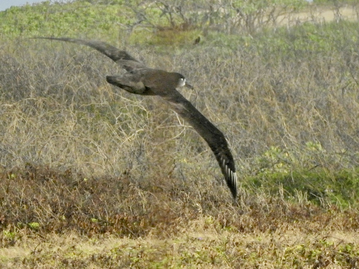 Black-footed Albatross - ML615623894