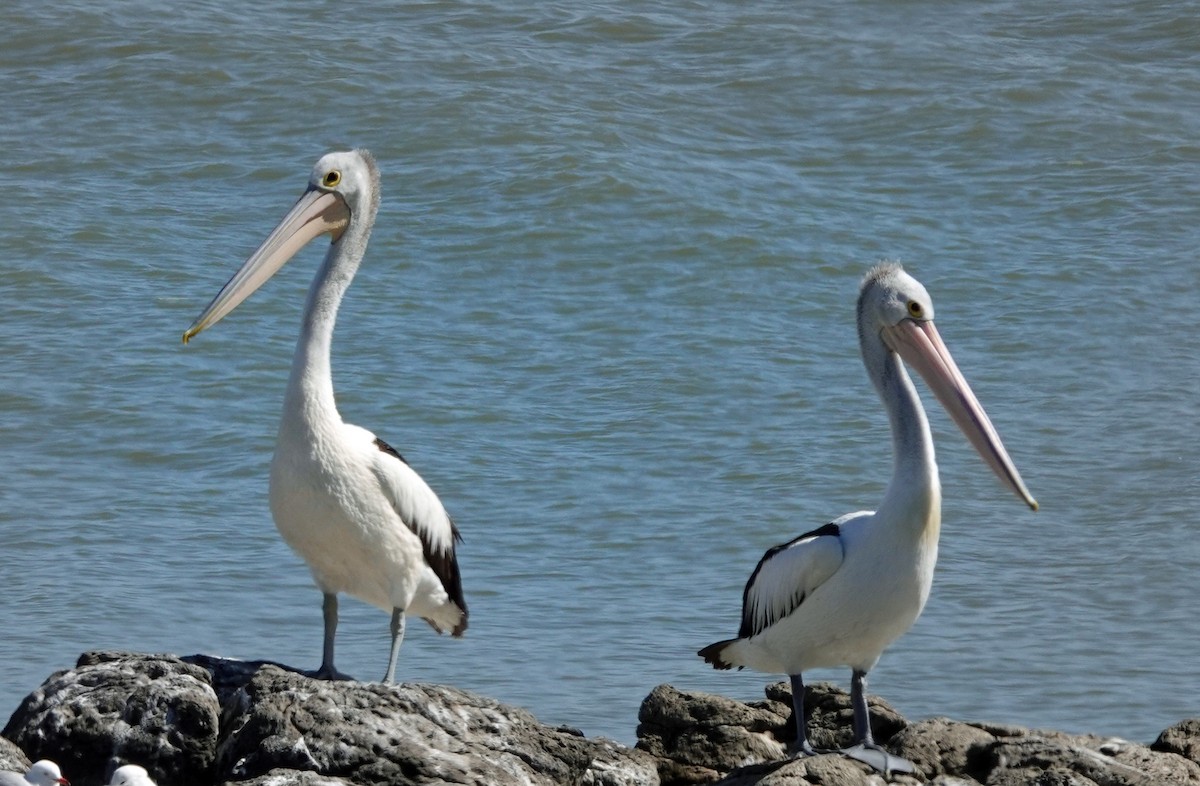 Australian Pelican - ML615623911