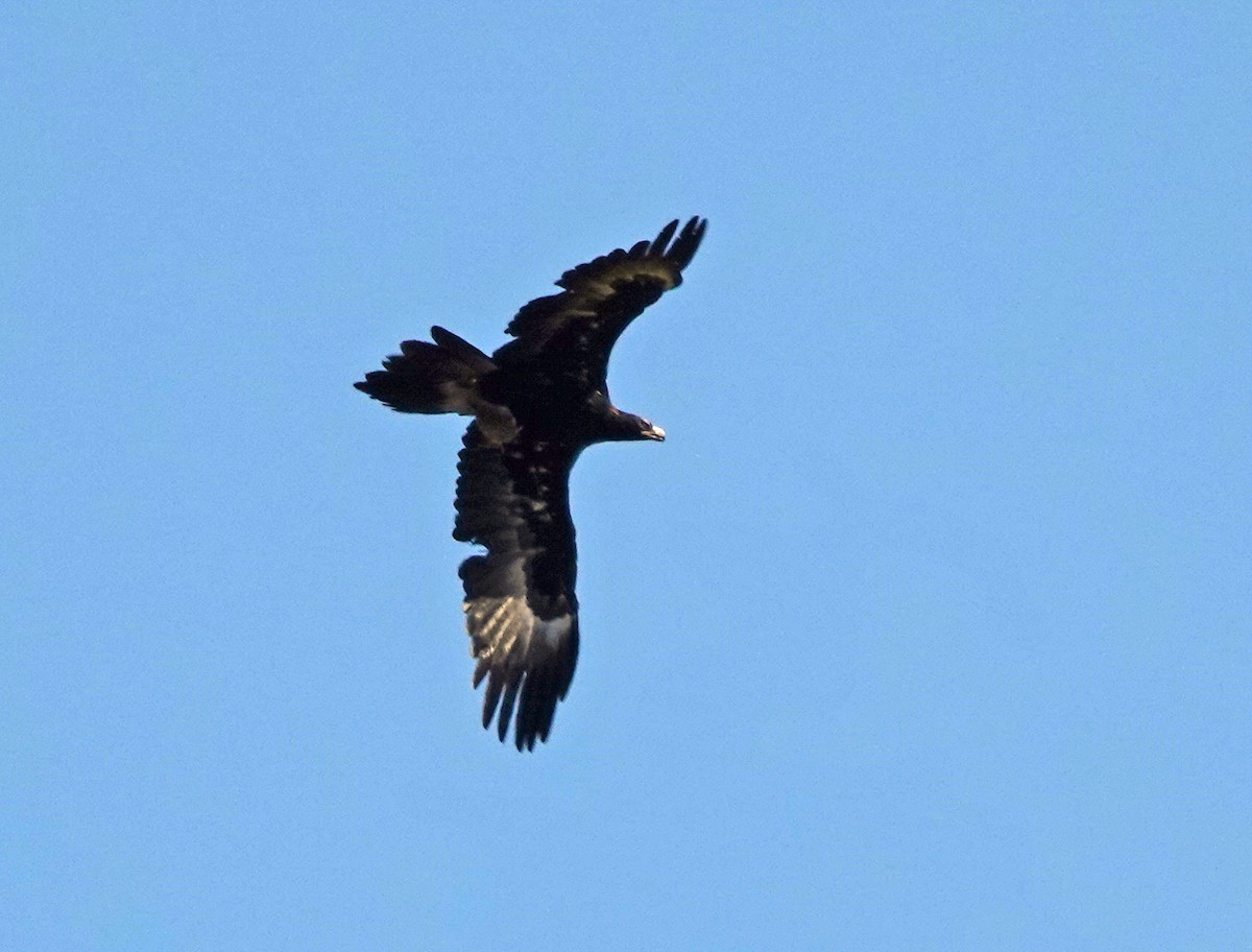 Wedge-tailed Eagle - Russell Scott