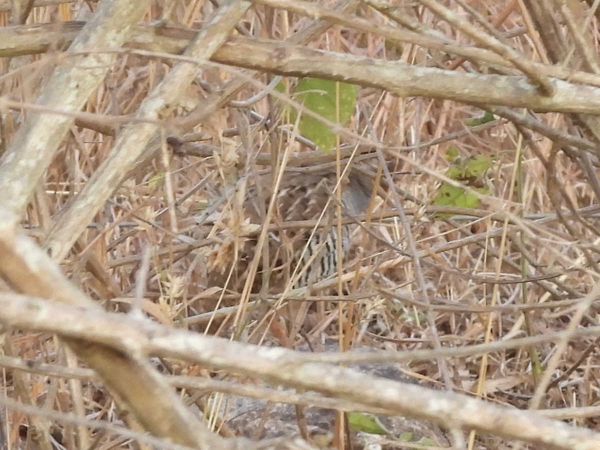 Jungle Bush-Quail - Munish Gowda