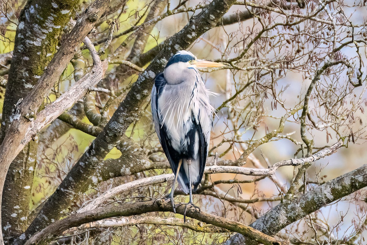 Gray Heron - Shori Velles