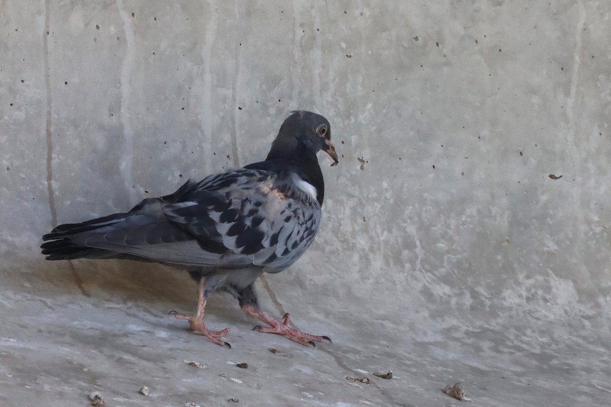 Rock Pigeon (Feral Pigeon) - Dennis Devers