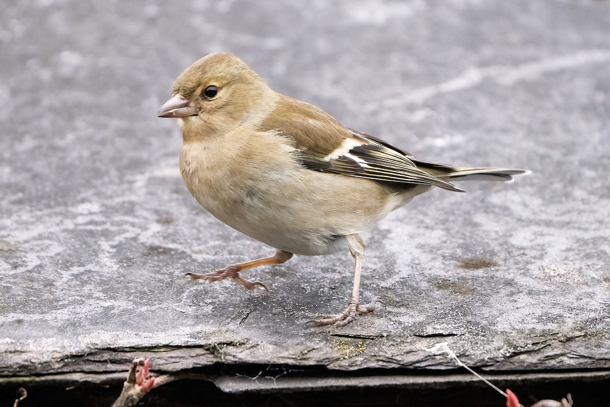 Common Chaffinch - ML615624045