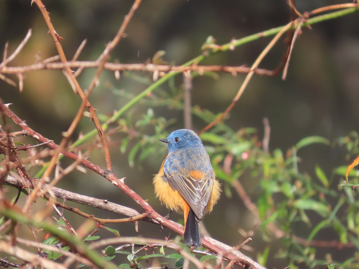 Blue-fronted Redstart - ML615624115