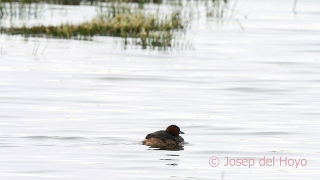 Little Grebe - ML615624158