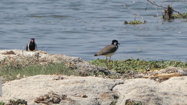 Red-wattled Lapwing - ML615624162