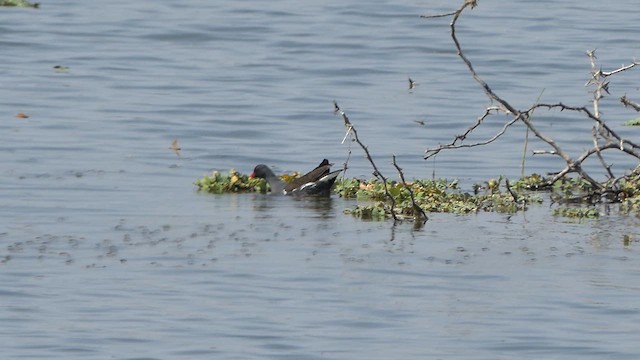 Eurasian Moorhen - ML615624171