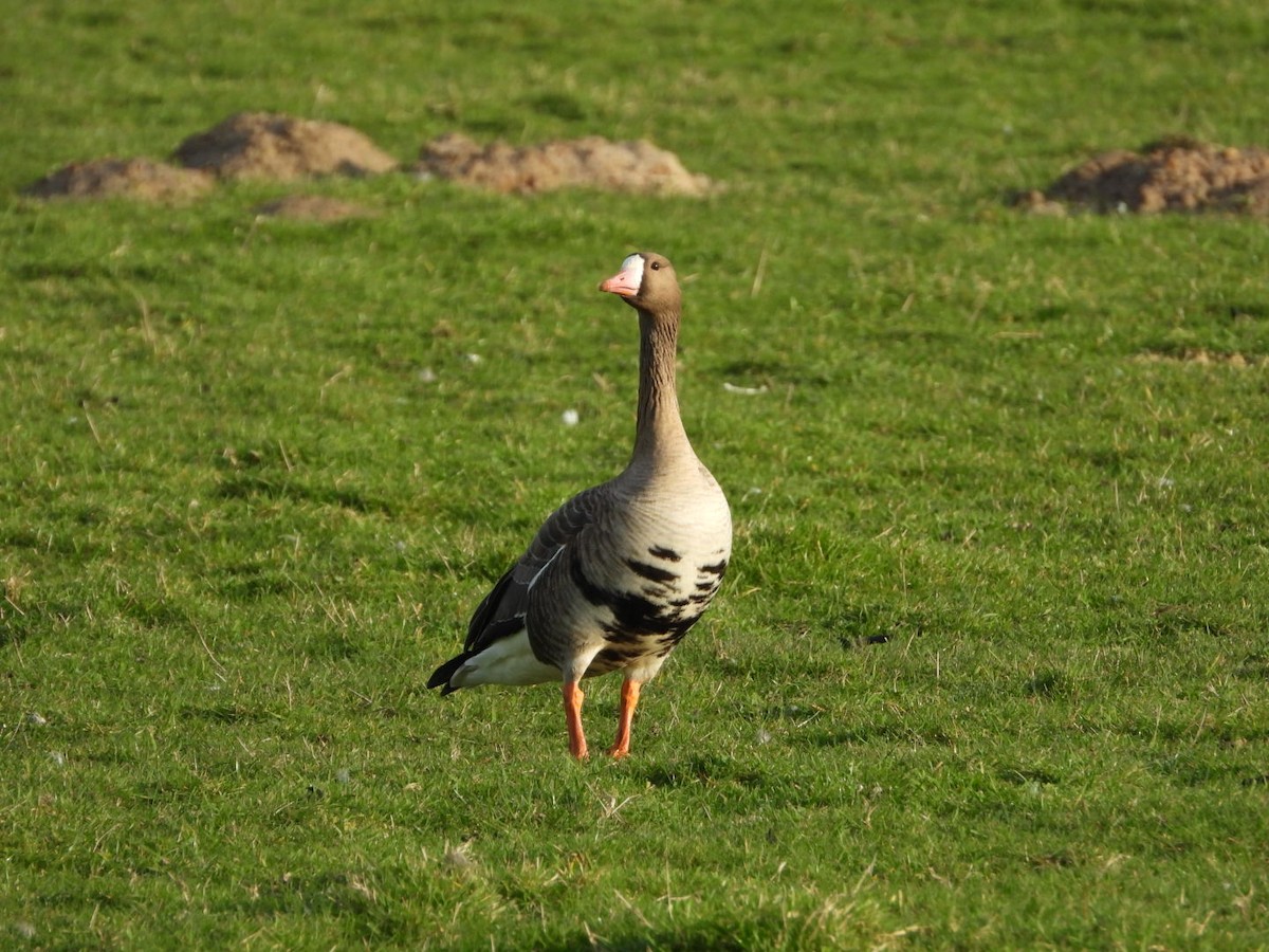 Greater White-fronted Goose - ML615624172