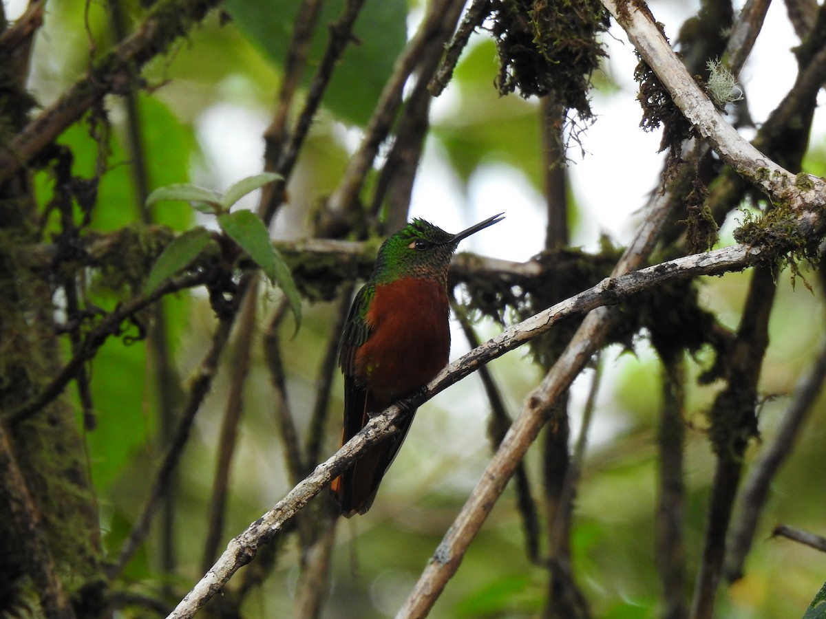 kolibřík peruánský - ML615624179