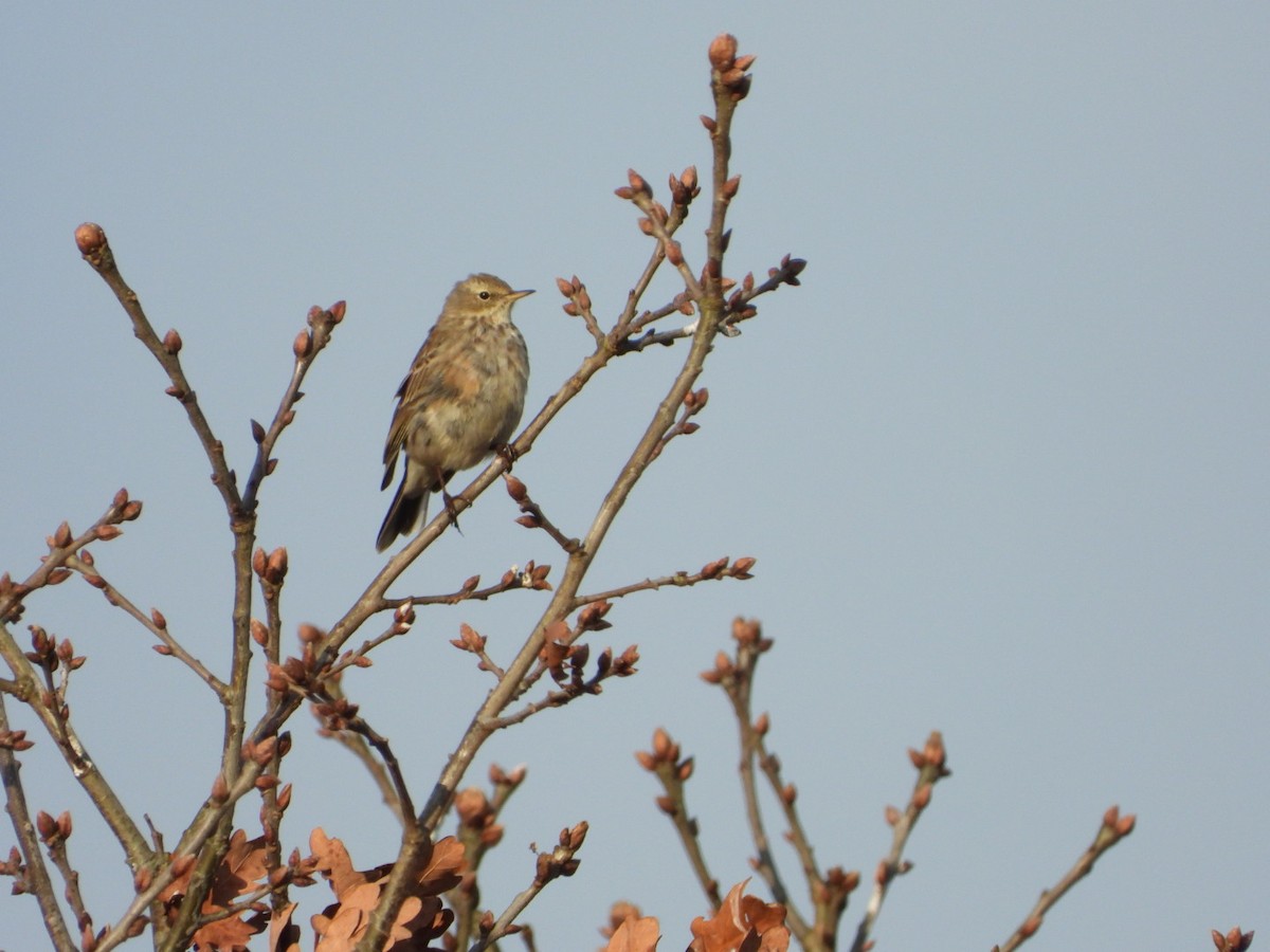 Water Pipit - ML615624188