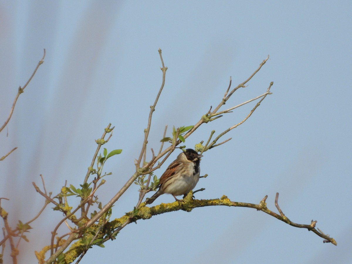 Reed Bunting - ML615624189