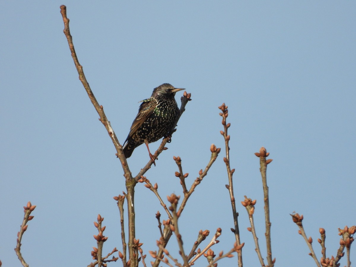 European Starling - ML615624191