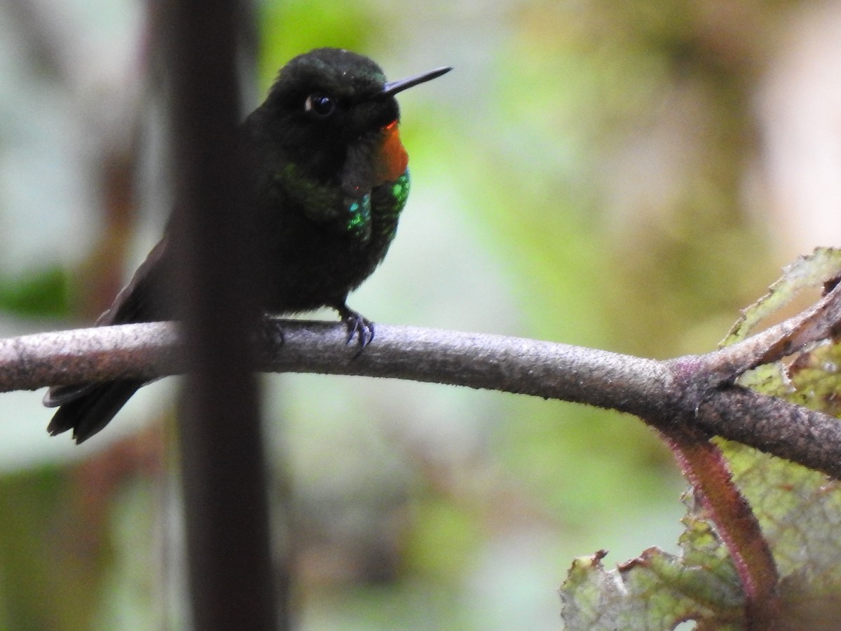 Colibrí Lucero - ML615624195