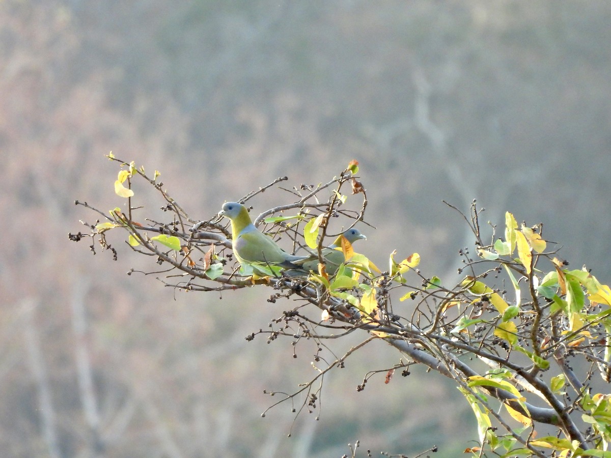 Yellow-footed Green-Pigeon - ML615624269
