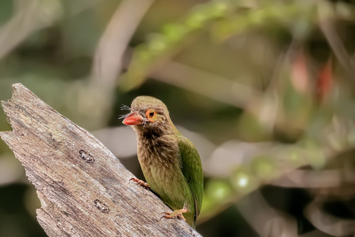 Kahverengi Başlı Barbet - ML615624272