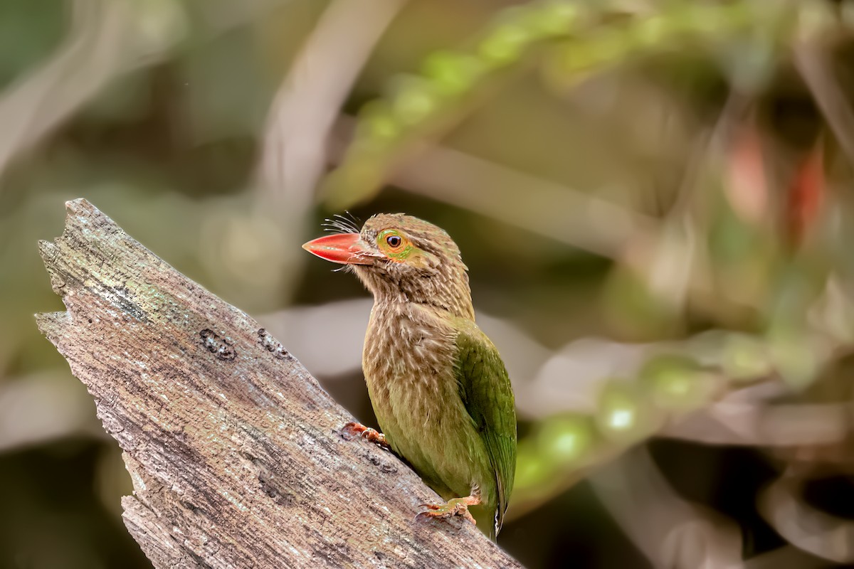 Kahverengi Başlı Barbet - ML615624273