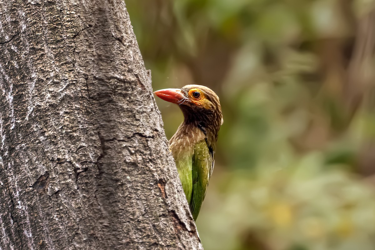 Brown-headed Barbet - ML615624274