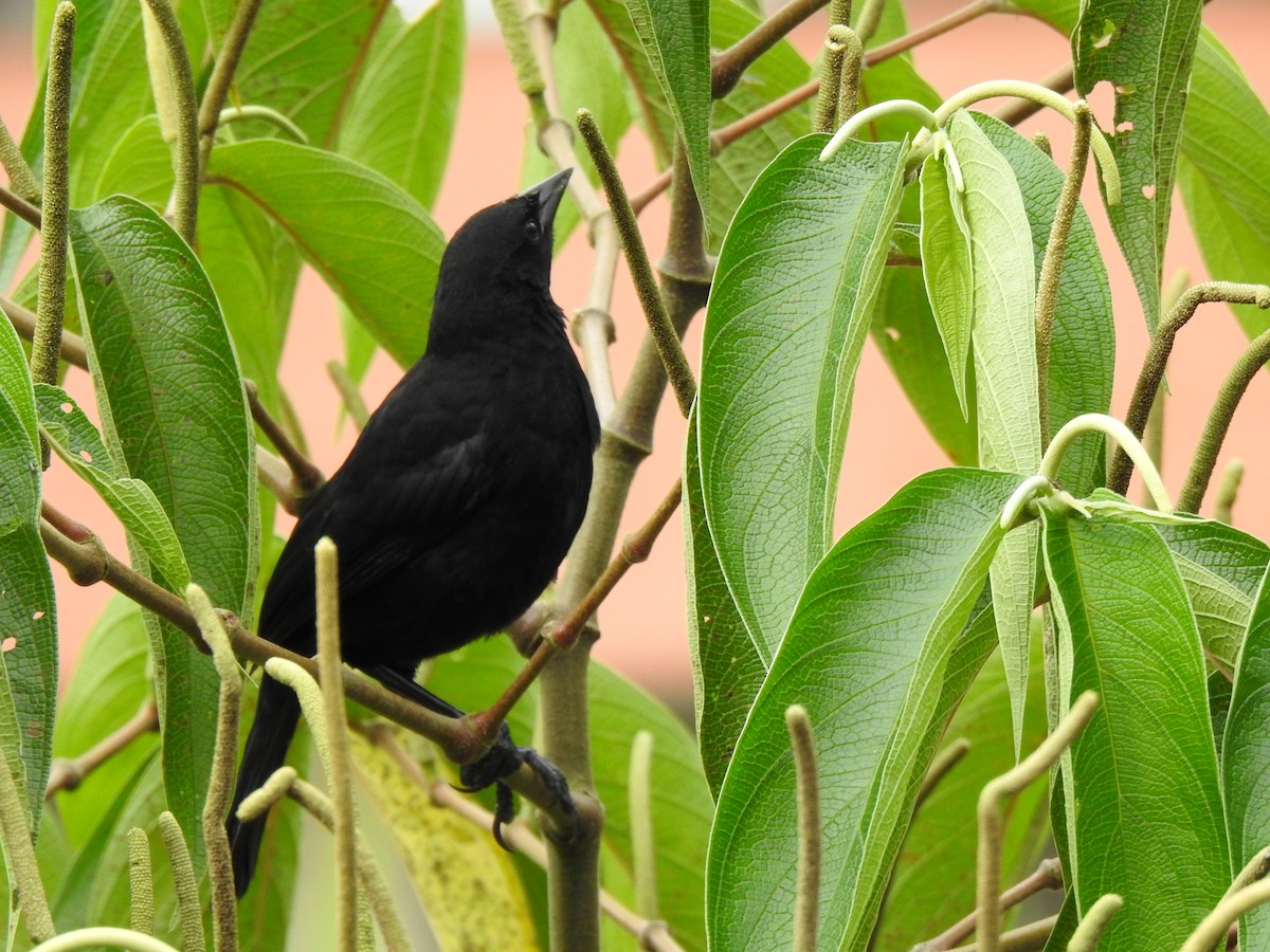 Scrub Blackbird - George Watola