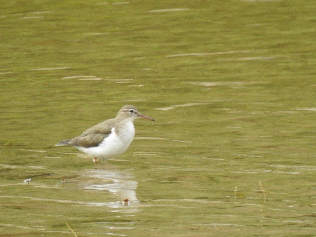 Spotted Sandpiper - George Watola