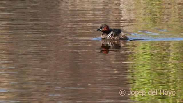 Little Grebe - ML615624391