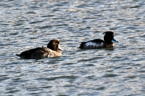 Greater Scaup - ML615624392