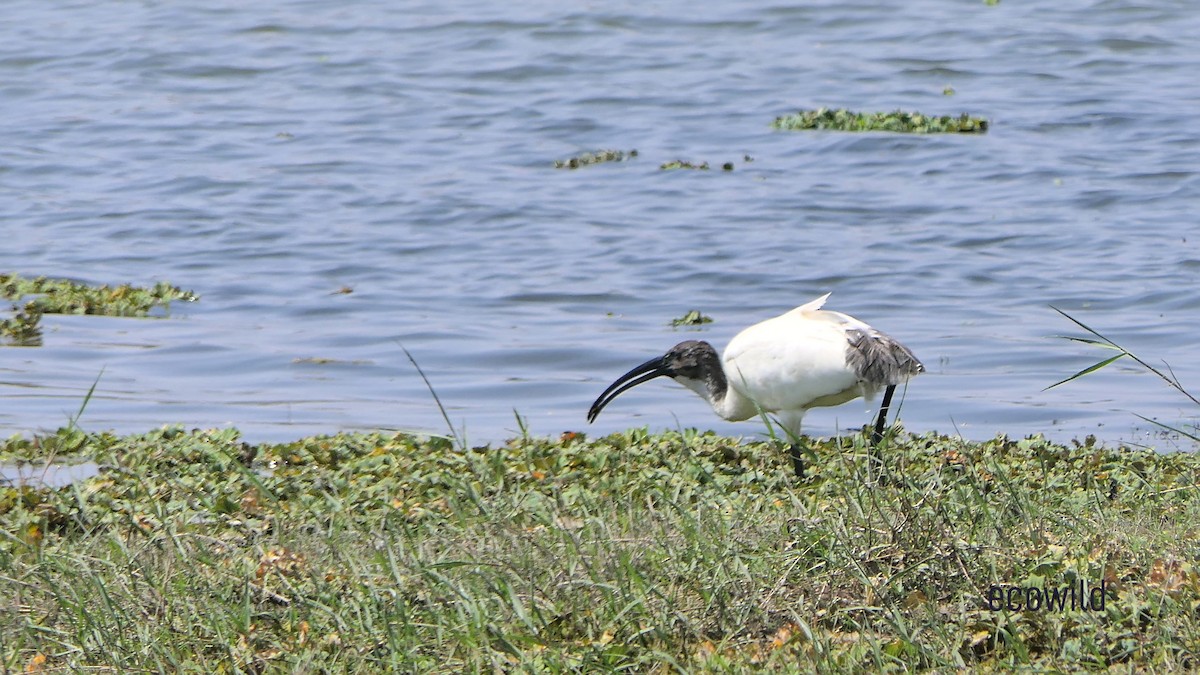 Black-headed Ibis - ML615624468