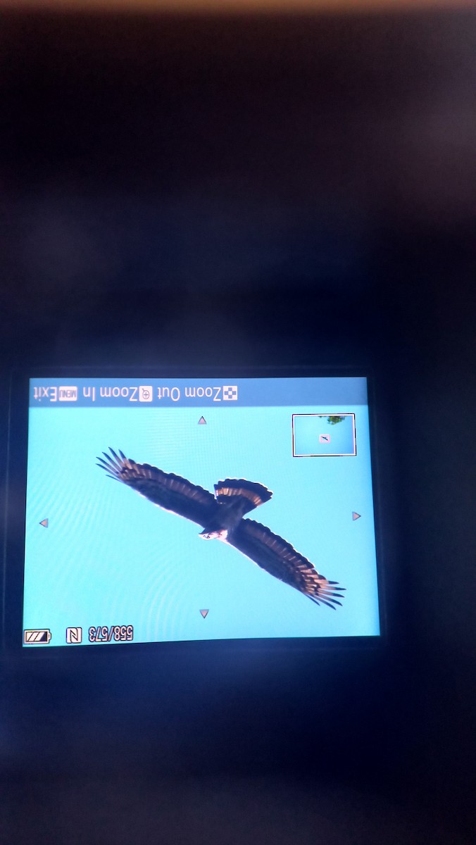 Oriental Honey-buzzard - ML615624481