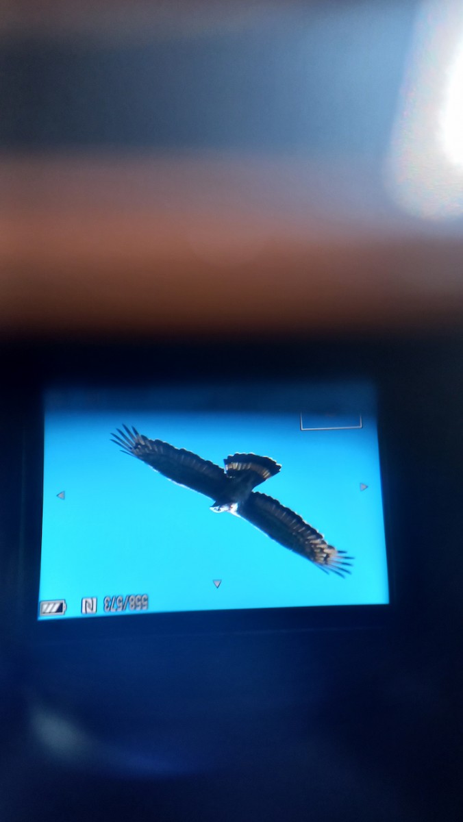 Oriental Honey-buzzard - ML615624488